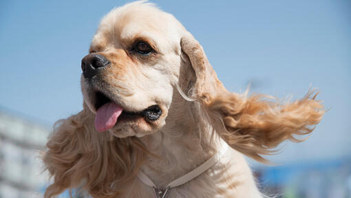 Lady from lady and the best sale tramp breed